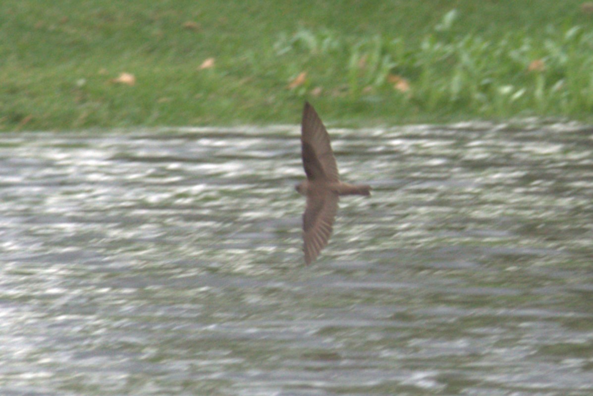 Northern Rough-winged Swallow - ML572429081