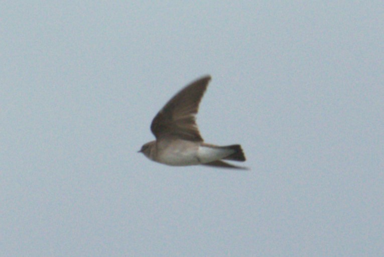 Northern Rough-winged Swallow - ML572429091