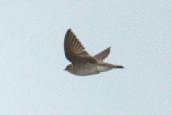 Northern Rough-winged Swallow - ML572429101