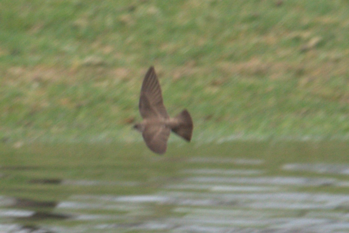 Northern Rough-winged Swallow - ML572429111