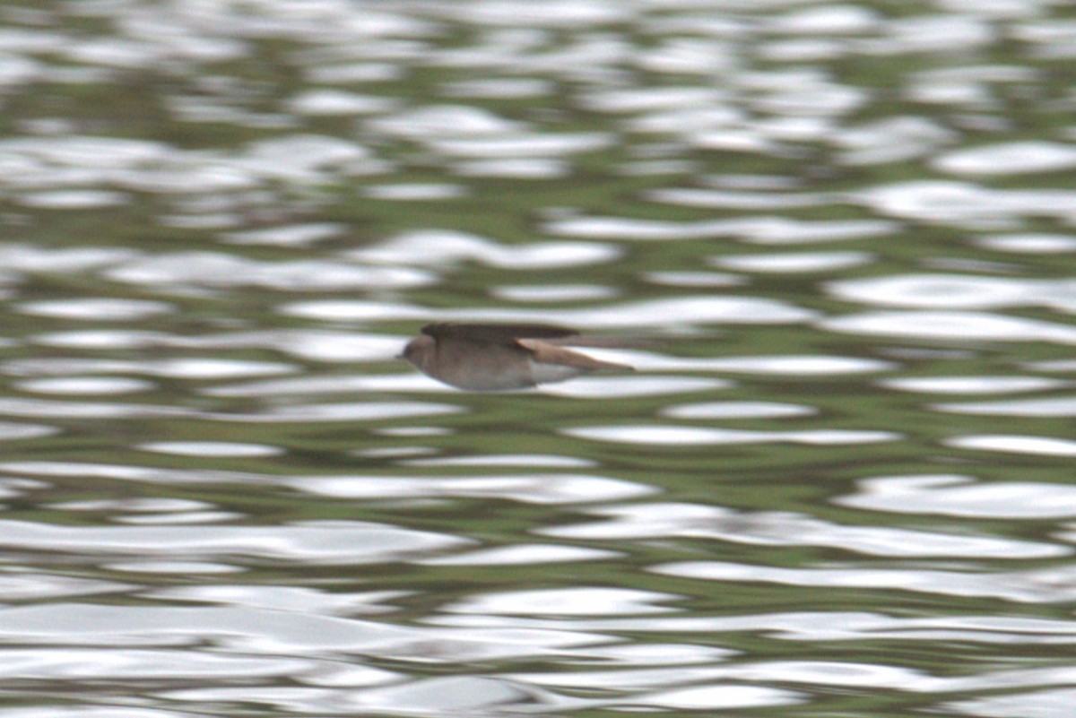 Northern Rough-winged Swallow - ML572429121