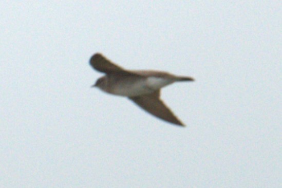 Northern Rough-winged Swallow - ML572429131