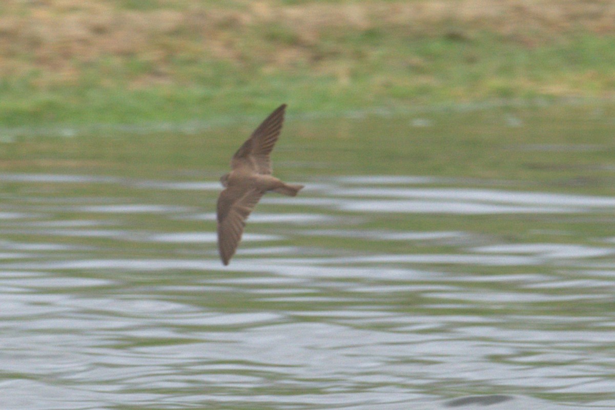 Northern Rough-winged Swallow - ML572429141
