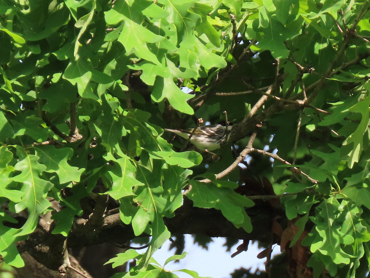 Blackpoll Warbler - ML572429231