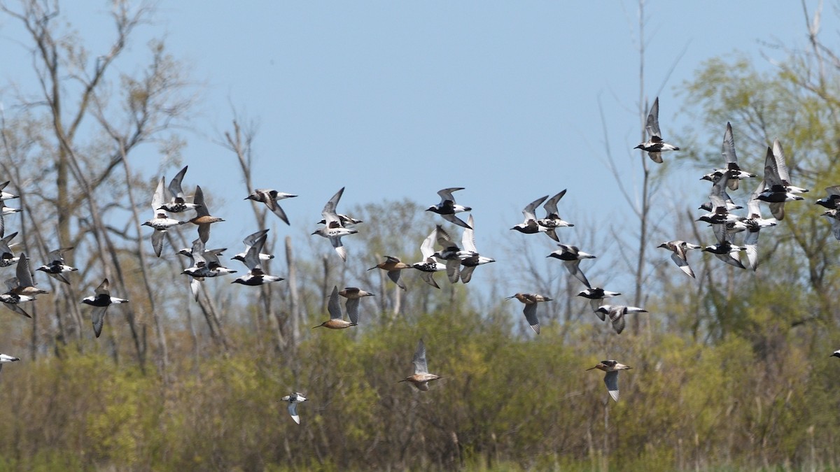 Short-billed Dowitcher - ML572431391