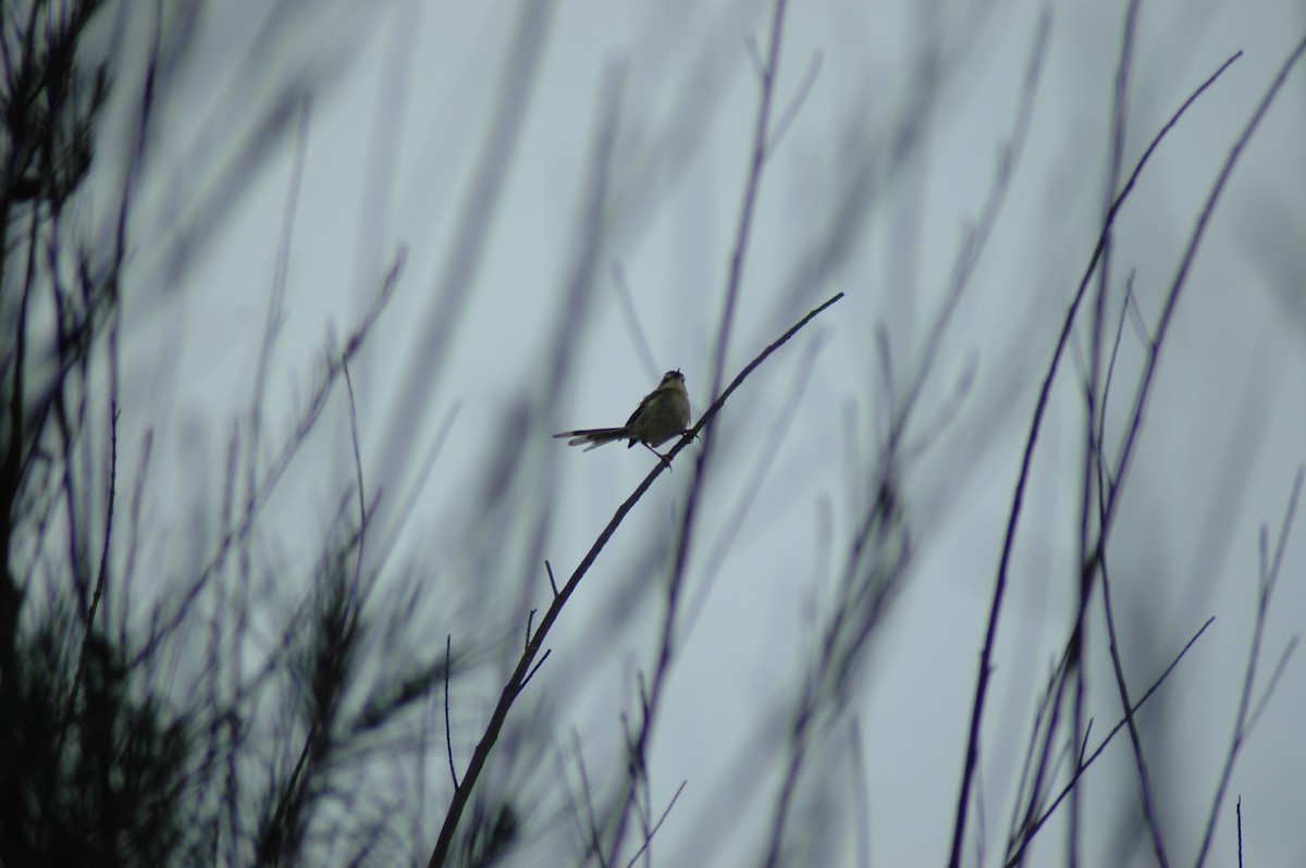 Yellow-bellied Prinia - ML572431891