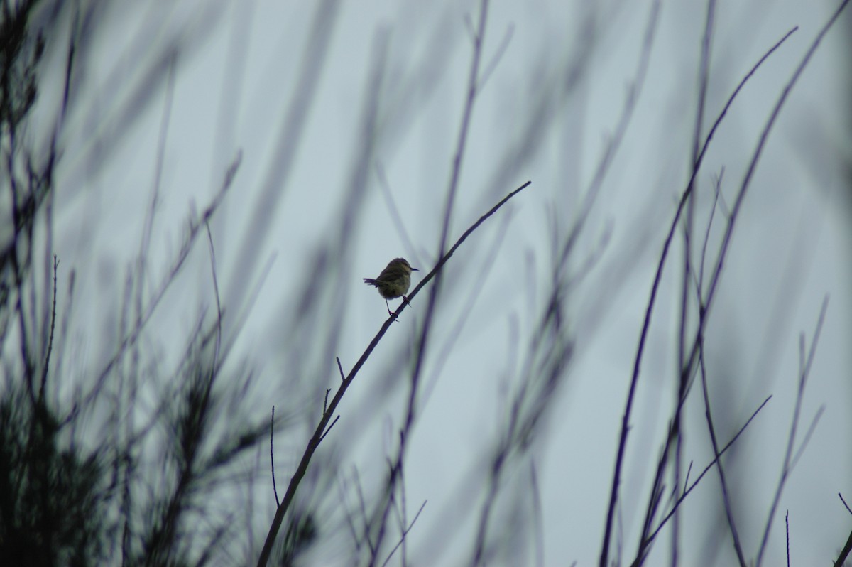 Yellow-bellied Prinia - ML572431921