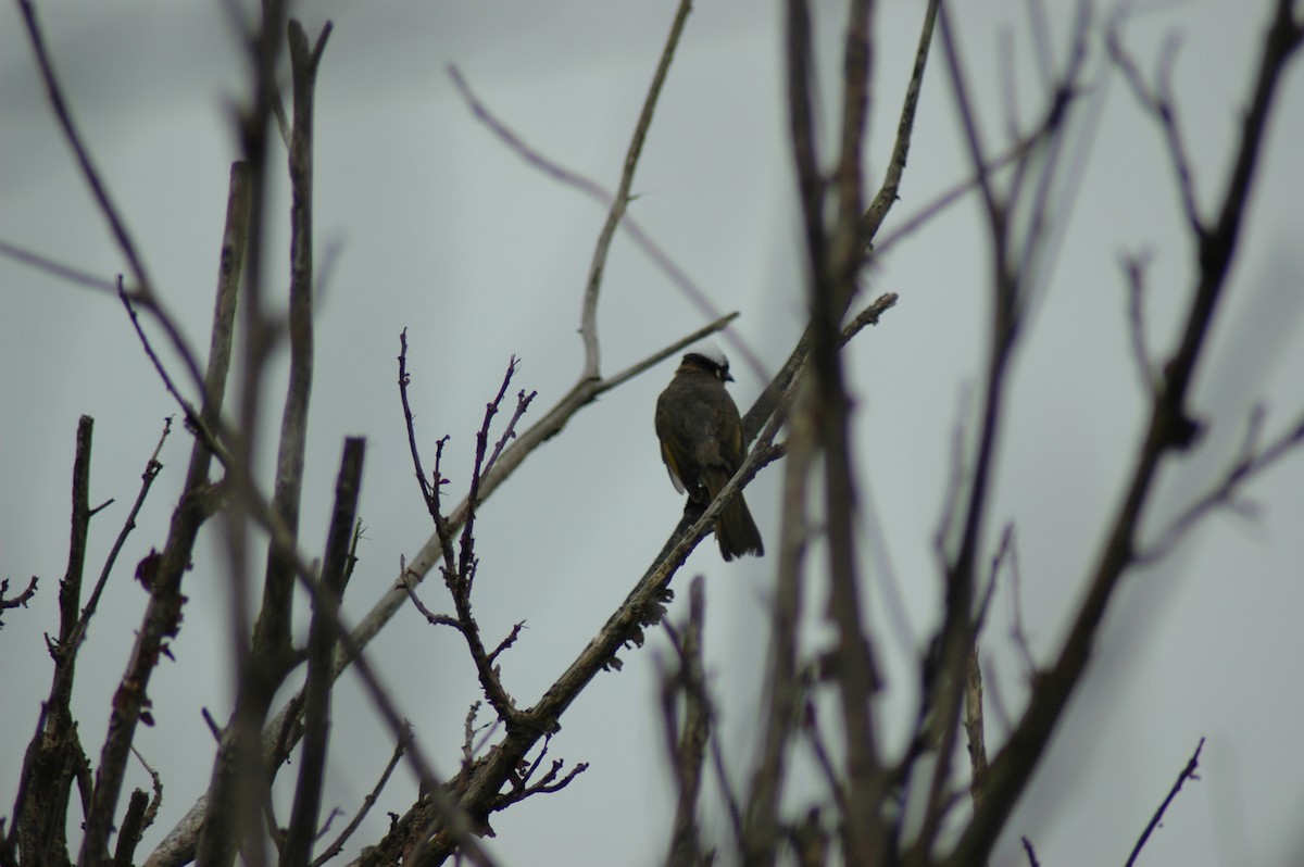 Light-vented Bulbul - Evan Lee