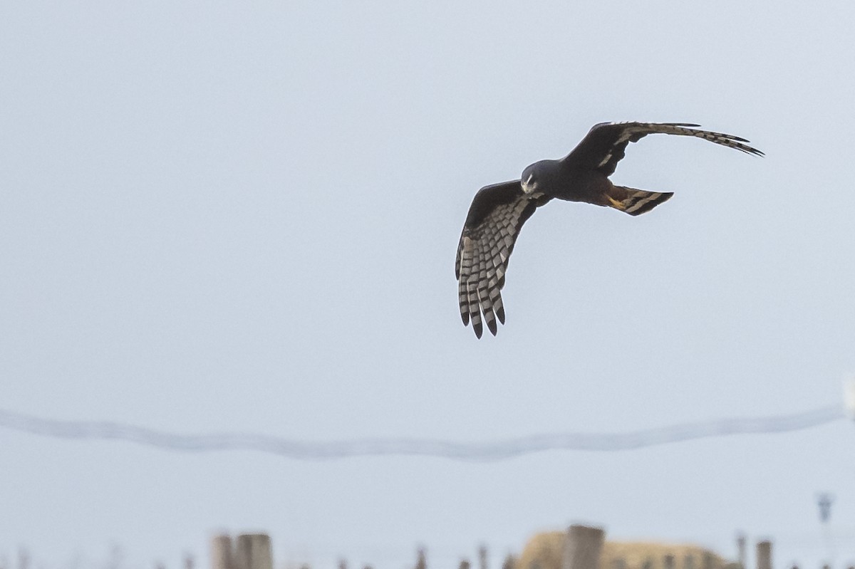 Long-winged Harrier - ML572433101