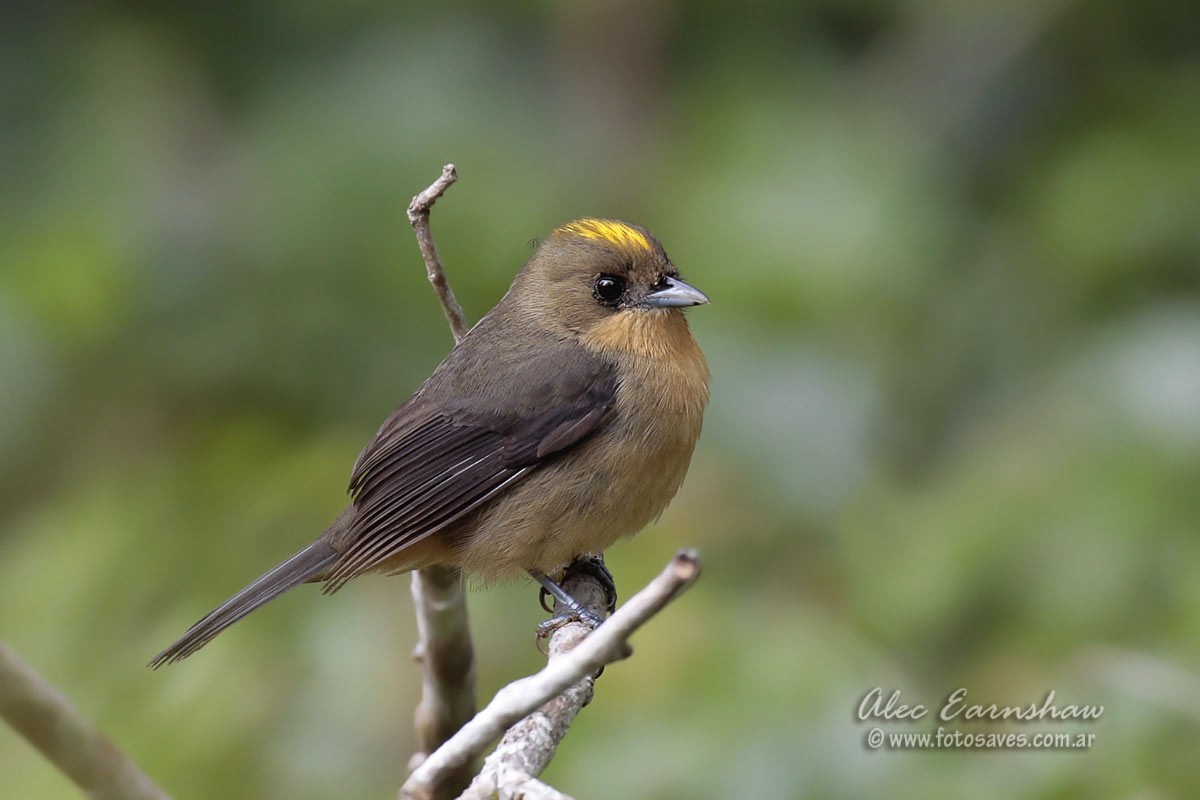 Black-goggled Tanager - ML57243311