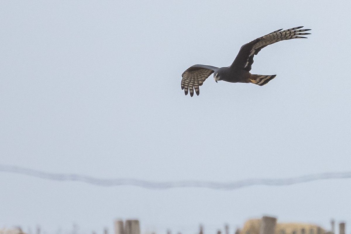 Long-winged Harrier - ML572433121