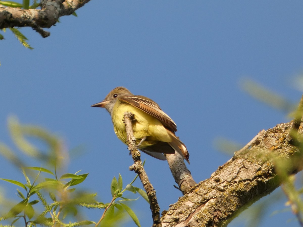 Great Crested Flycatcher - Jeff DeRuyter