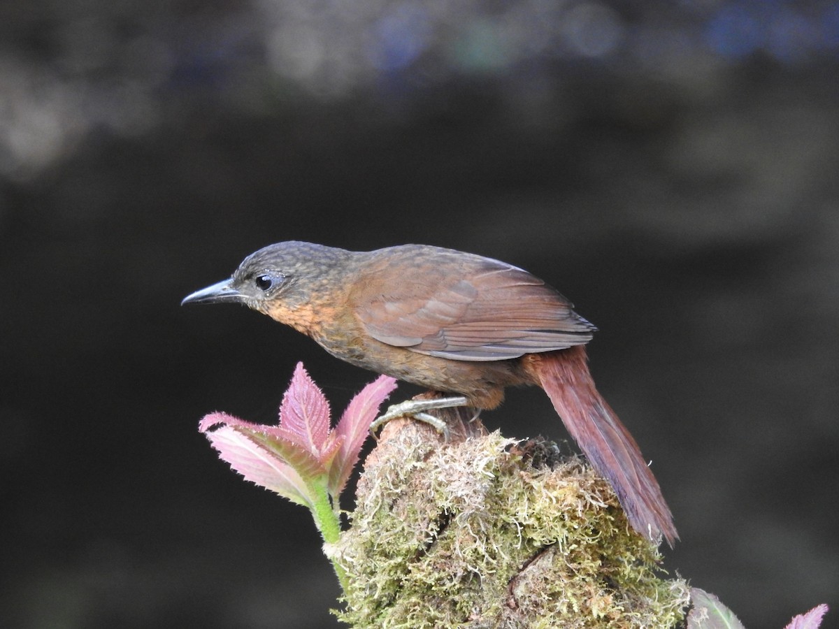 Streak-breasted Treehunter - ML572434351