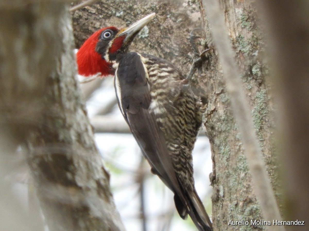 Lineated Woodpecker - ML572436151