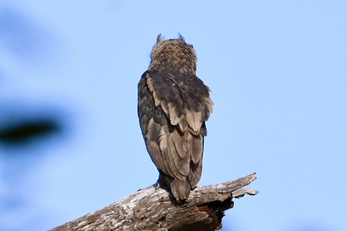 Dusky Eagle-Owl - ML572436231