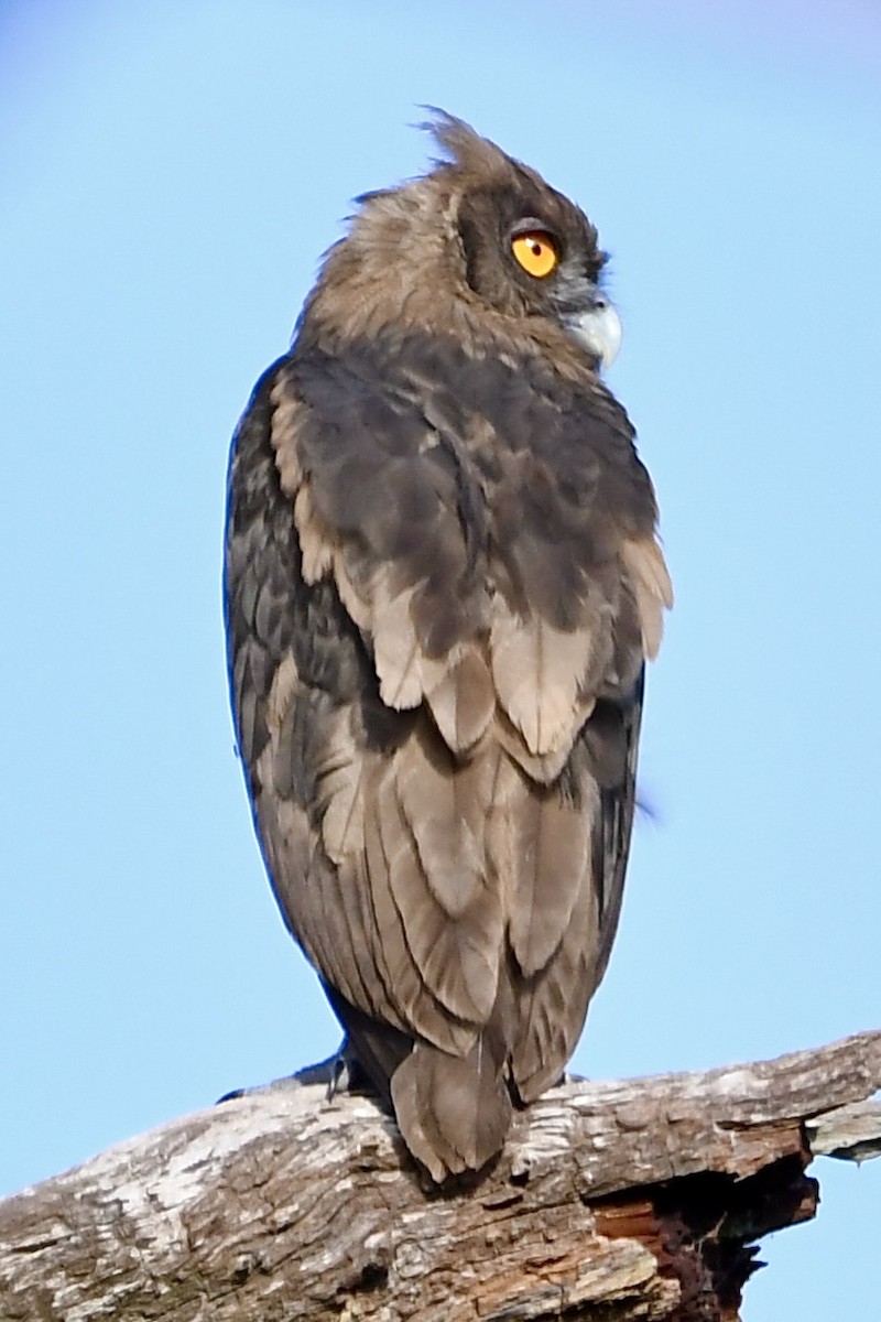 Dusky Eagle-Owl - ML572436241