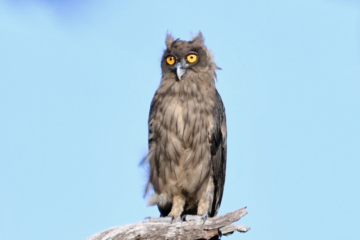 Dusky Eagle-Owl - ML572436251