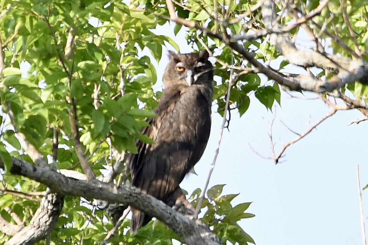 Dusky Eagle-Owl - ML572436261