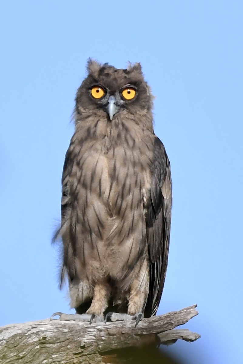 Dusky Eagle-Owl - ML572436271