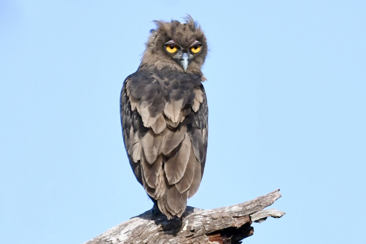 Dusky Eagle-Owl - ML572436281