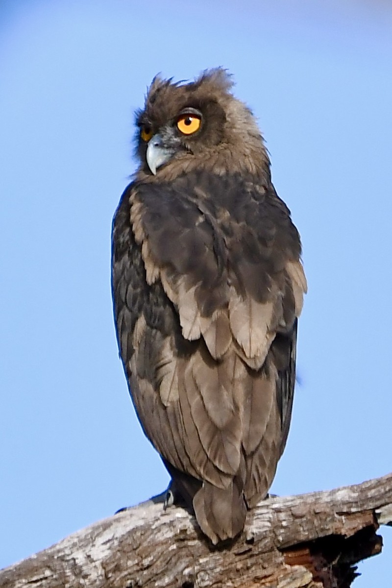 Dusky Eagle-Owl - ML572436291