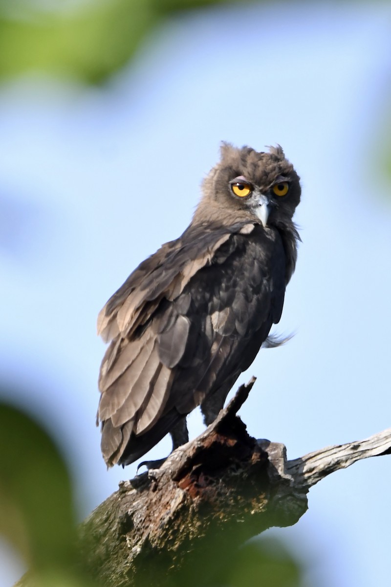 Dusky Eagle-Owl - ML572436301