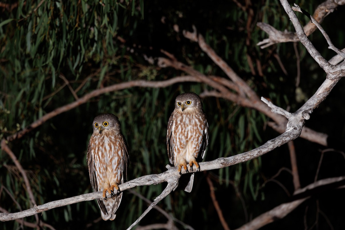 Barking Owl - ML572436791