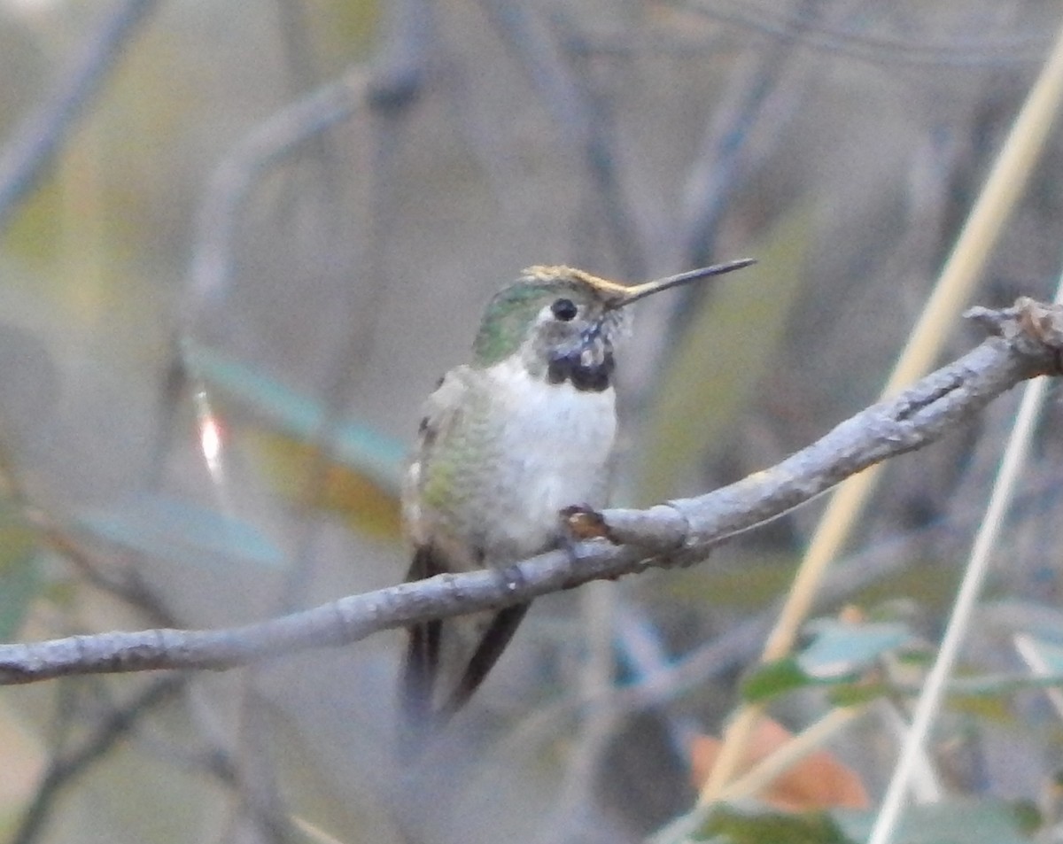 Broad-tailed Hummingbird - ML57243711