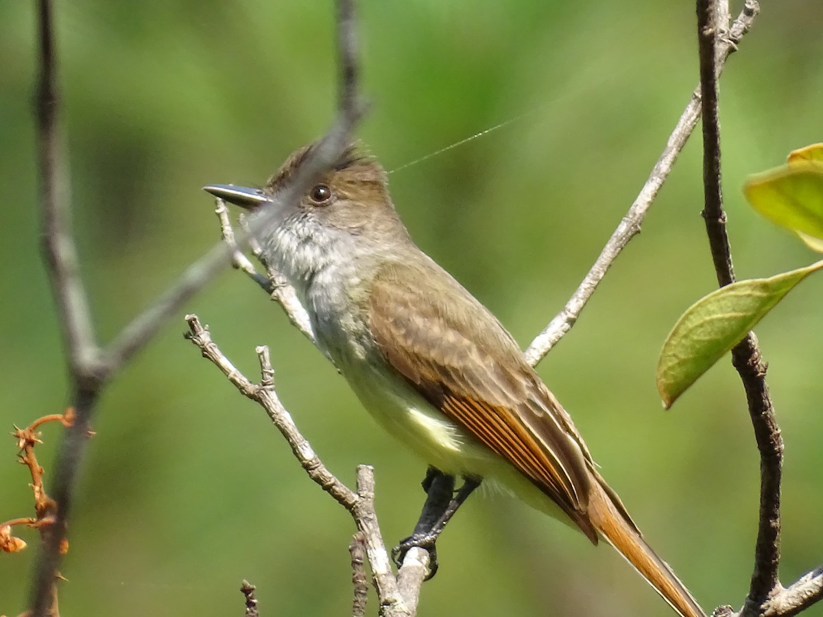 Dusky-capped Flycatcher - Bany Alvarenga