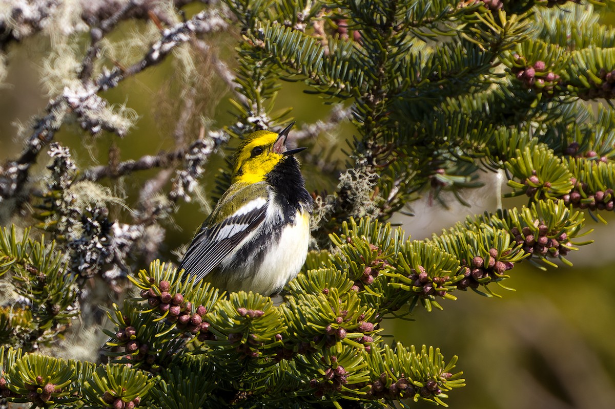 Black-throated Green Warbler - Kyle Shay
