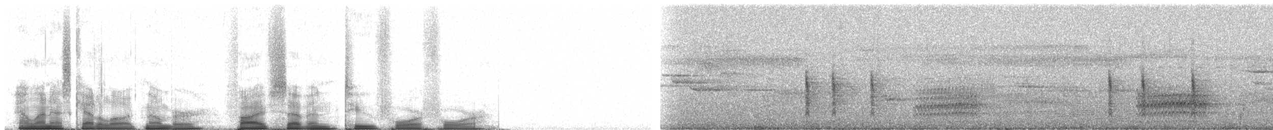 Белобровый личинкоед-свистун - ML57244