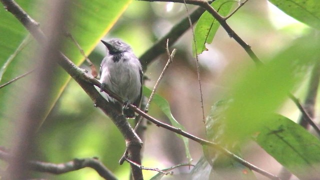 Long-winged Antwren - ML572440701