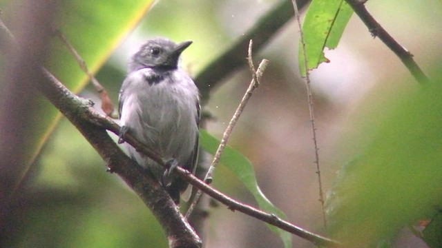 Long-winged Antwren - ML572440751