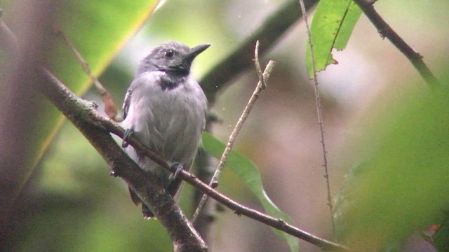 Long-winged Antwren - ML572440771