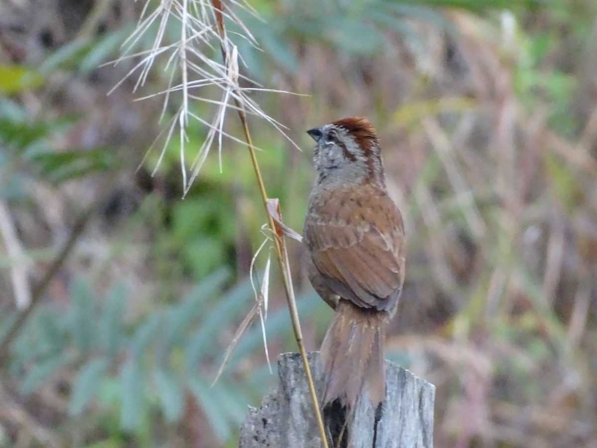 Rusty Sparrow - Bany Alvarenga
