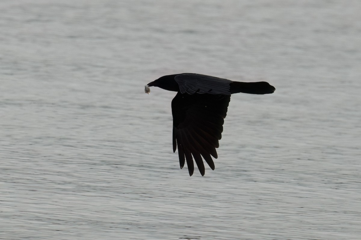 Fish Crow - ML572441711