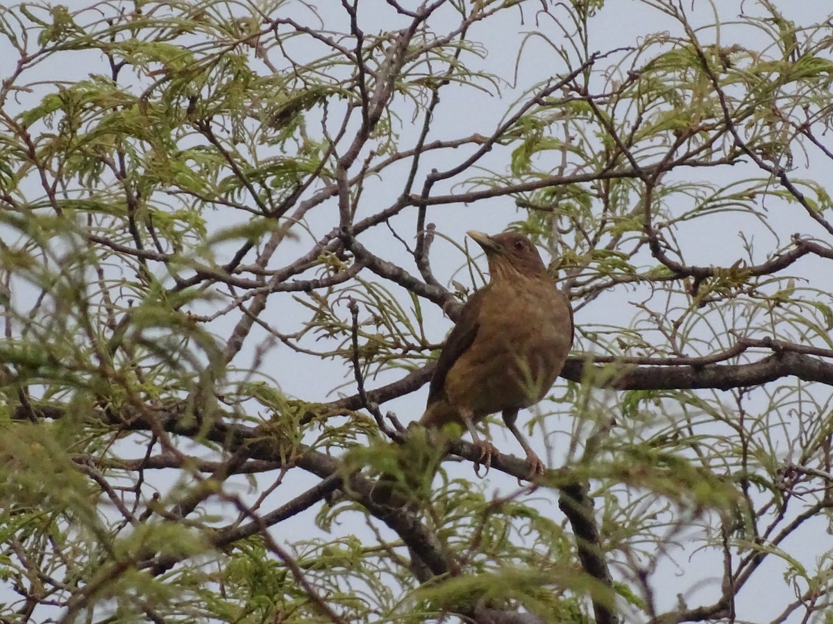 Clay-colored Thrush - Bany Alvarenga