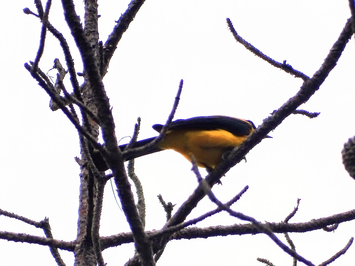 Yellow-backed Oriole - Bany Alvarenga