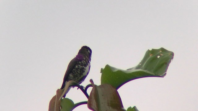 White-browed Purpletuft - ML572442041