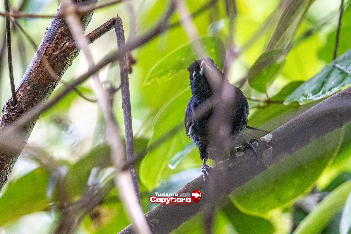 White-lined Tanager - ML572442261