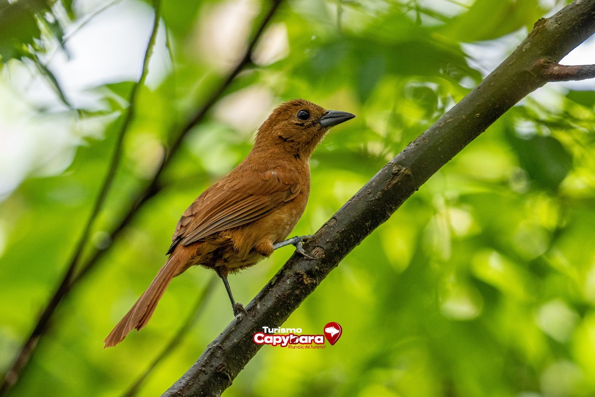 White-lined Tanager - ML572442461