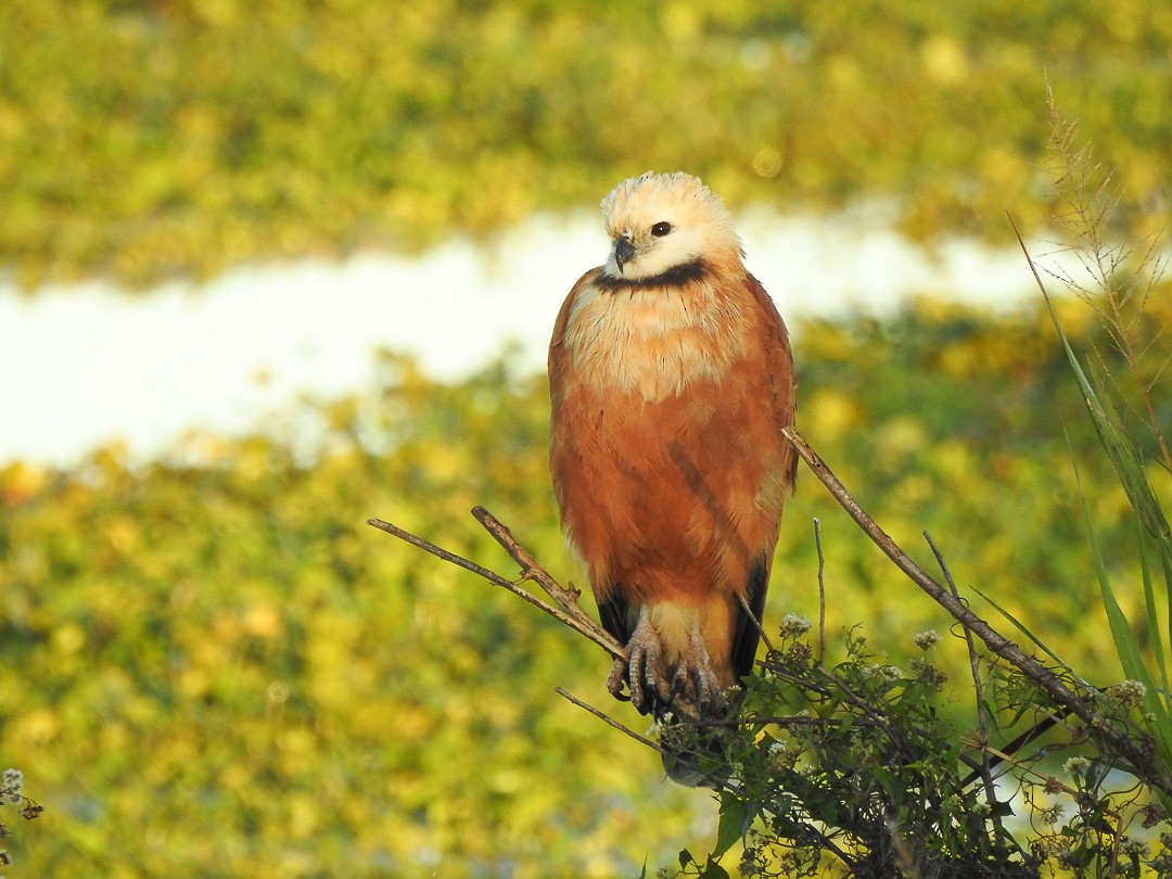 Black-collared Hawk - Aves-del-Taragüí/ Diego Demarco