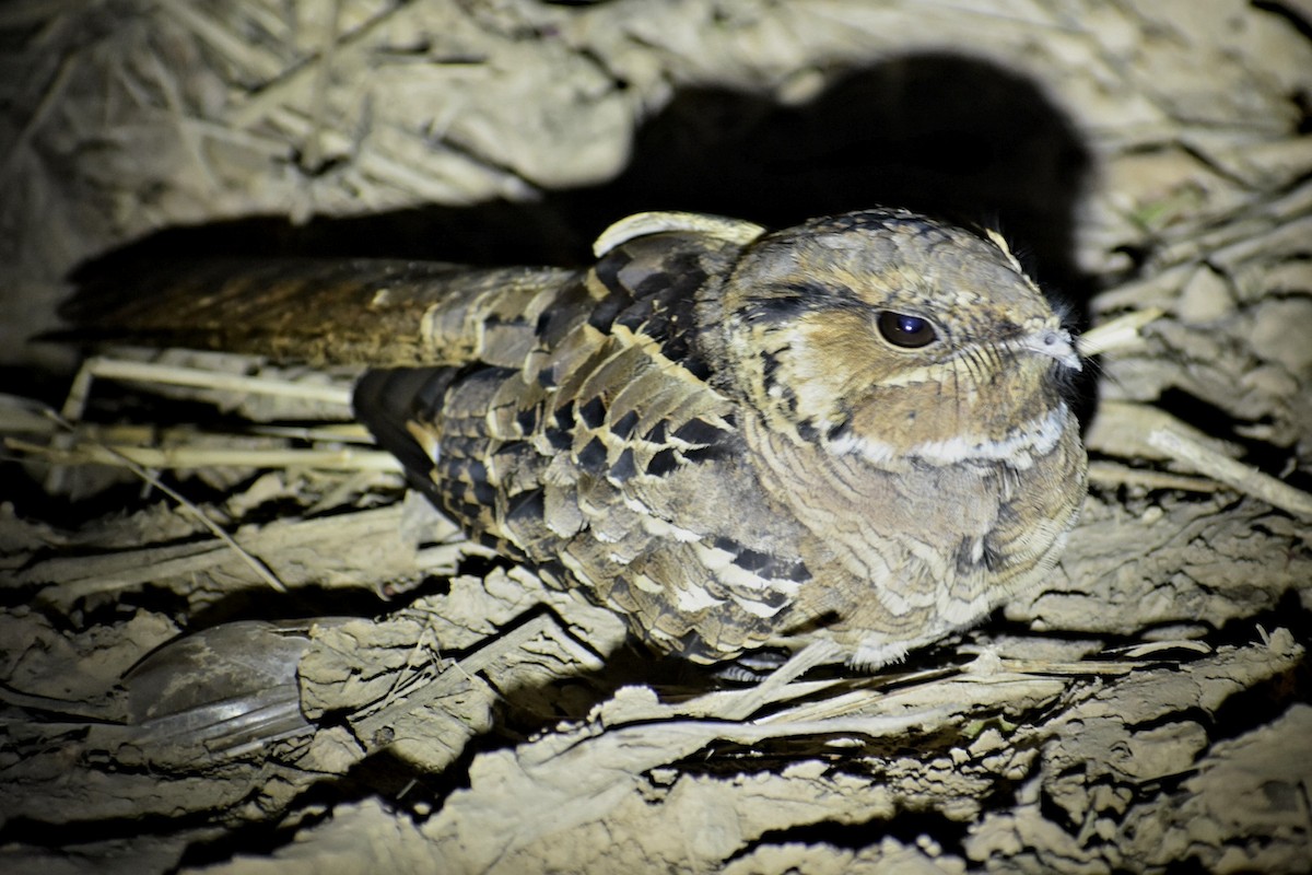 Common Pauraque - Bruno Bareiro