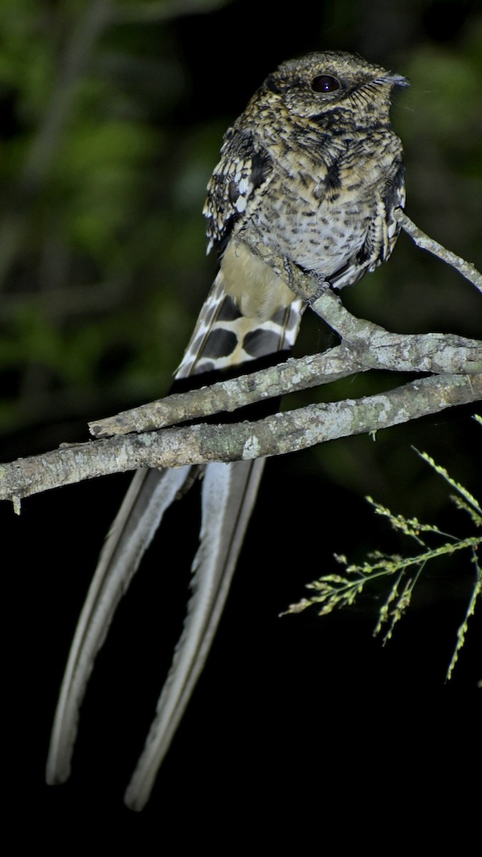 Scissor-tailed Nightjar - Bruno Bareiro
