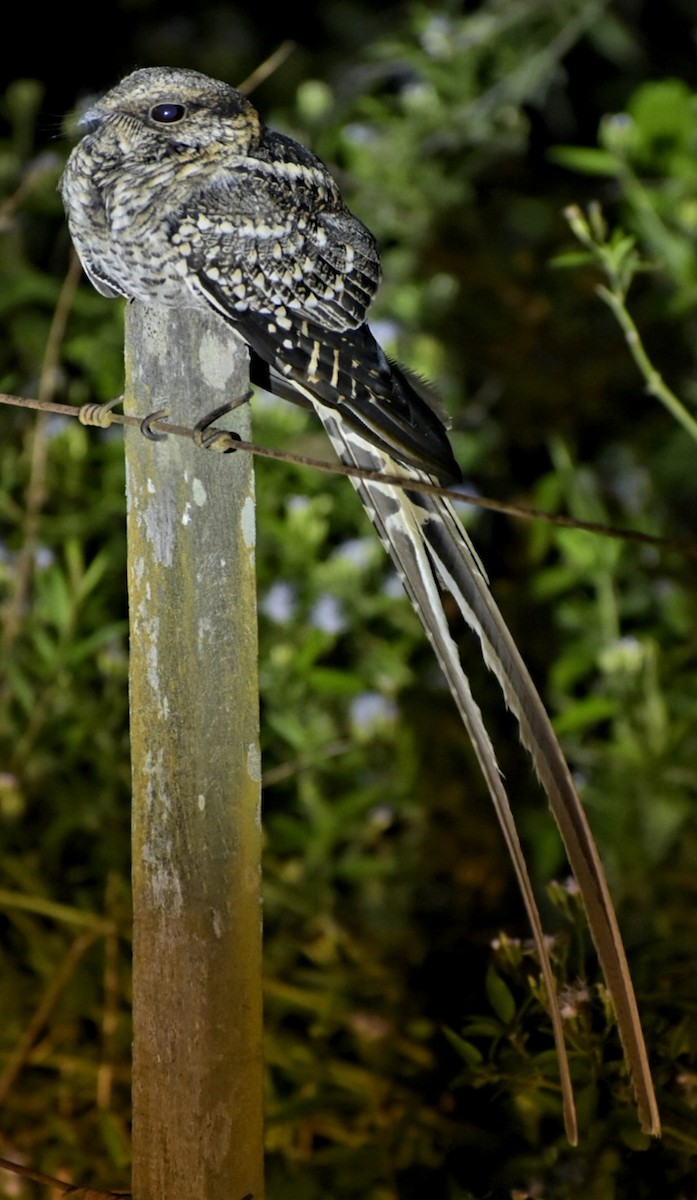 Scissor-tailed Nightjar - Bruno Bareiro