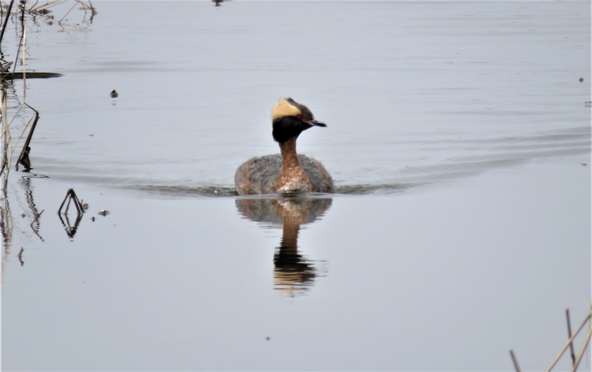 Horned Grebe - ML572444641