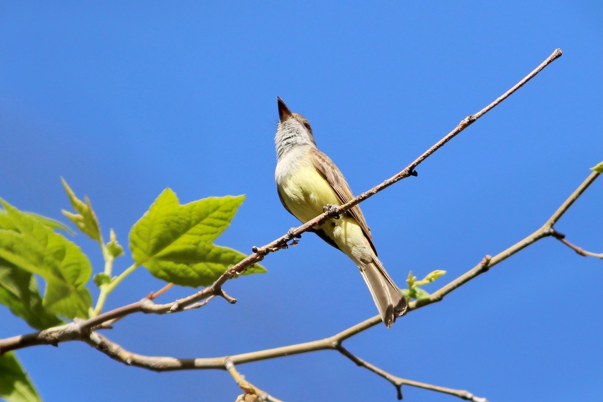 Dusky-capped Flycatcher - ML572445691