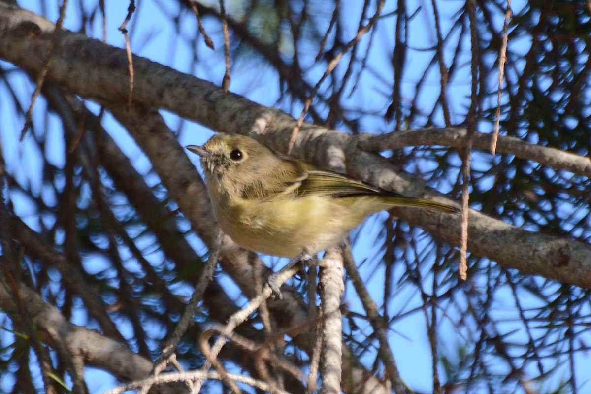 Hutton's Vireo - ML57244601