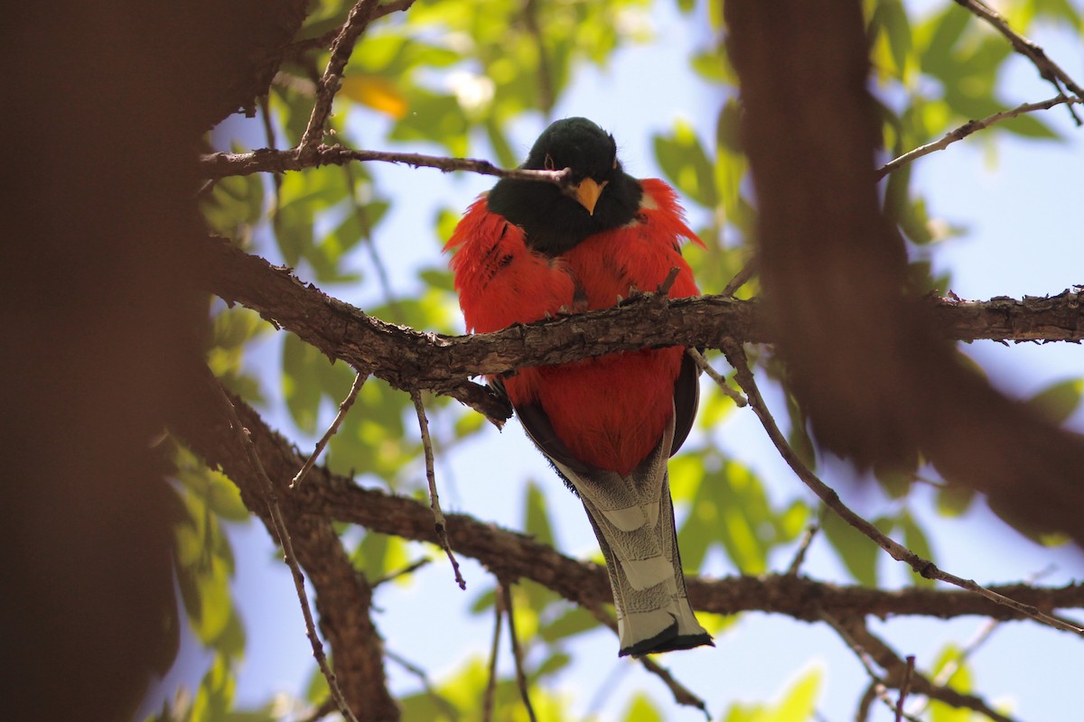 Elegant Trogon - ML572446051