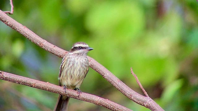 Variegated Flycatcher - ML572447171